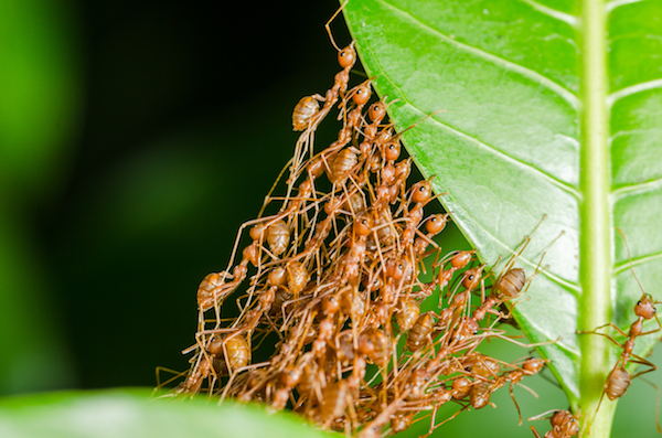 ants_bridge_small