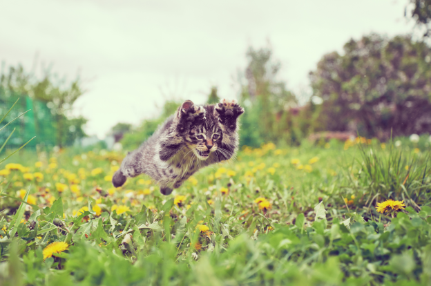 kitten leaping